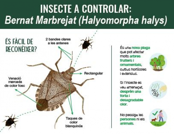 Col·laboració ciutadana per evitar la dispersió d&#039;una plaga d’insectes invasora